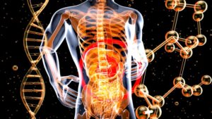 Adipocito: La célula clave del metabolismo y la salud