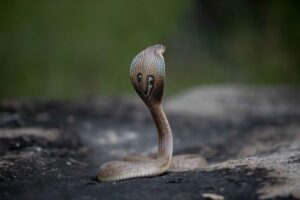 Animismo: Cuando la naturaleza cobra conciencia propia