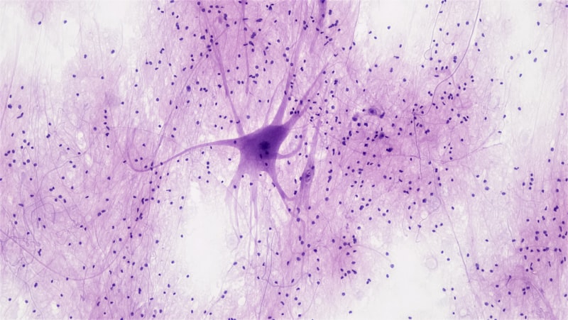 Anticolinesterasas: Claves de la comunicación neuronal
