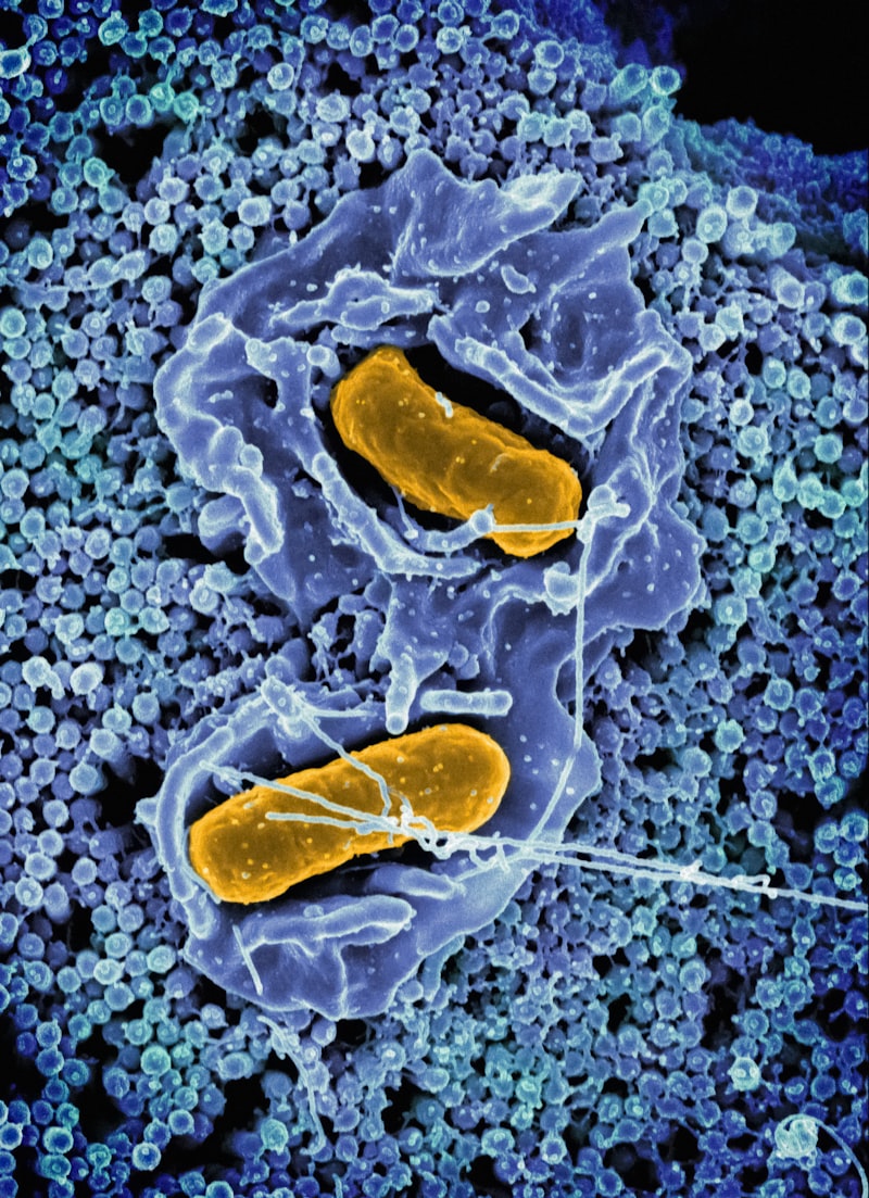 Antimetabolitos: El saboteador silencioso de las células