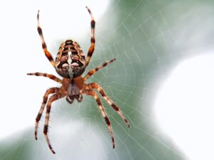 Aracnofobia: Entendiendo el miedo irracional a las arañas