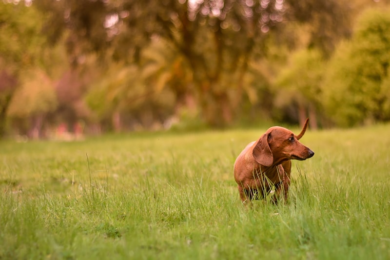 Campo Abierto: Mide la ansiedad y curiosidad animal