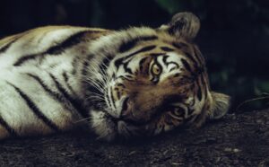 Cognición Animal: Descubre la mente de otras especies