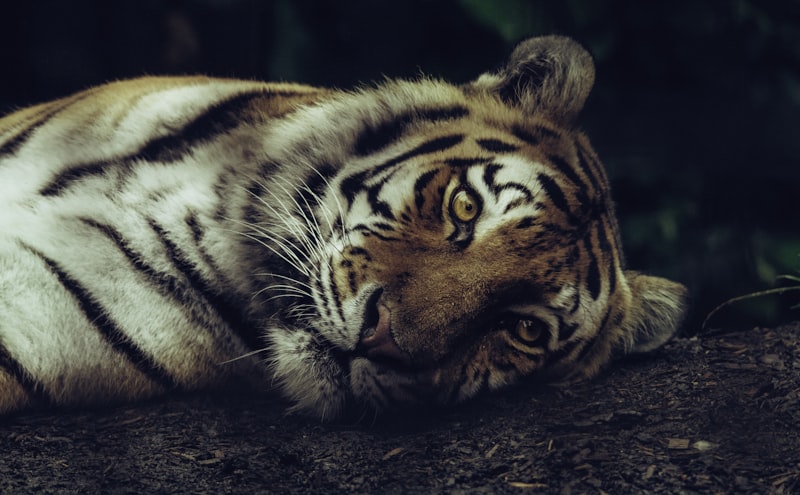 Cognición Animal: Descubre la mente de otras especies