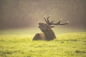 Comunicación Animal: El lenguaje oculto de la naturaleza