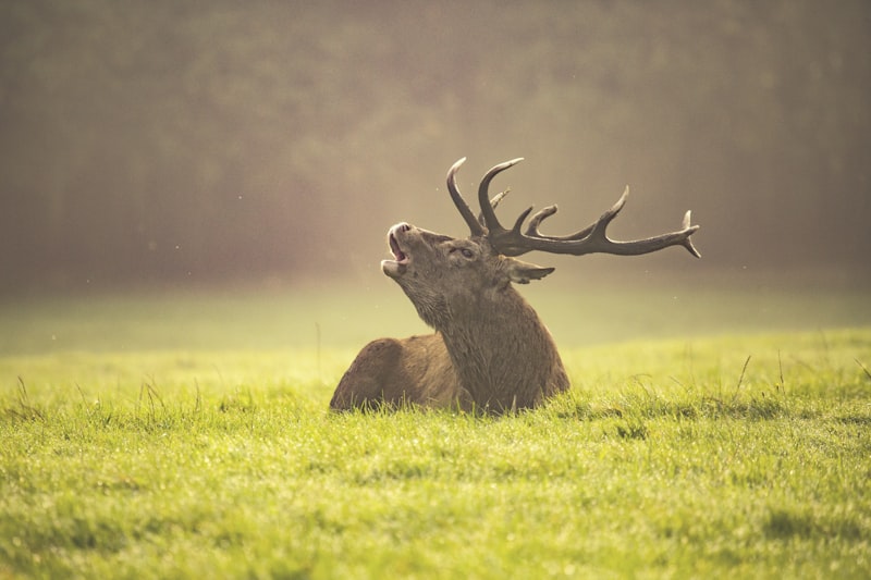 Comunicación Animal: El lenguaje oculto de la naturaleza