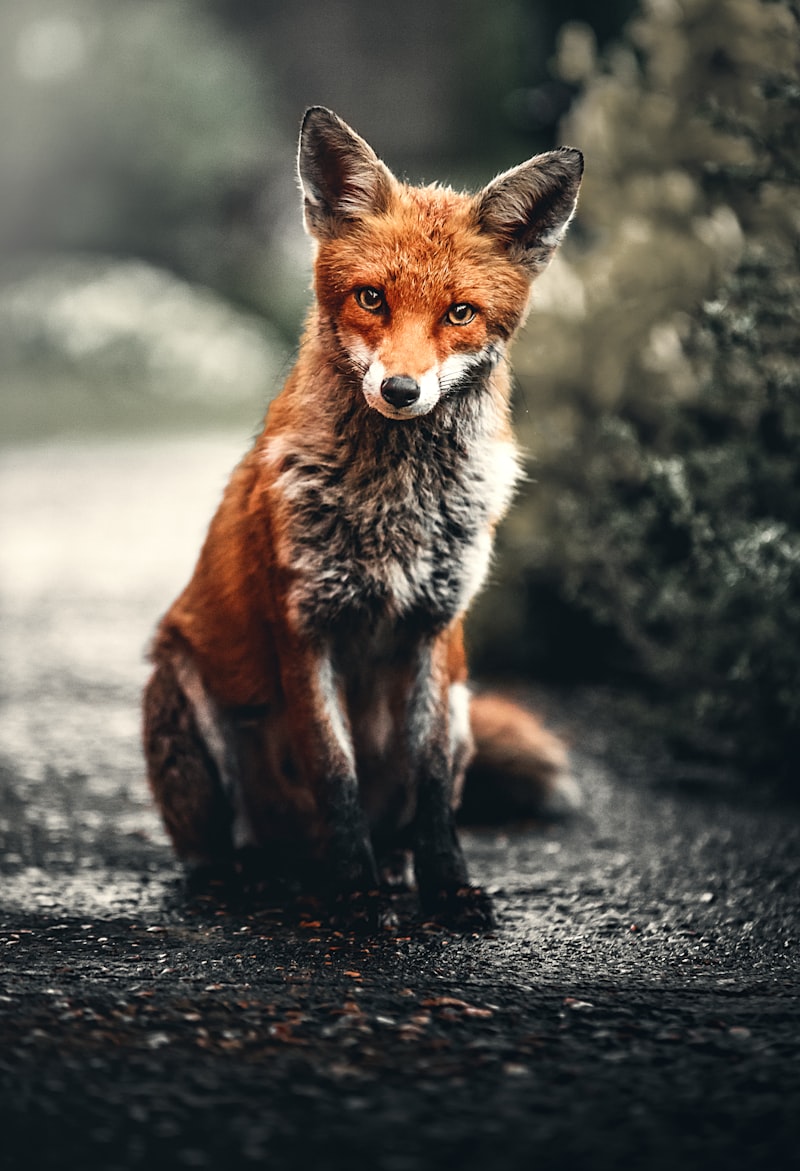 Emocionalidad Animal: ¿Sienten realmente los animales?