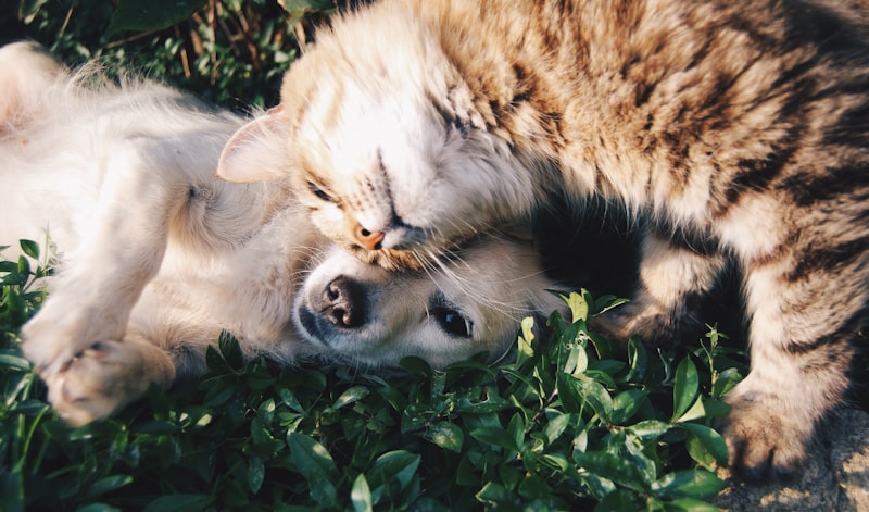Espíritus Animales: La psicología detrás de tus decisiones