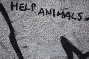 Ética Animal: Más allá del bienestar, una nueva conciencia