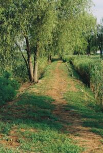 Fibra A-Beta: La Vía del Tacto Fino