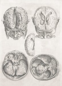 Figura Ambigua: ¿Qué nos revela tu cerebro?