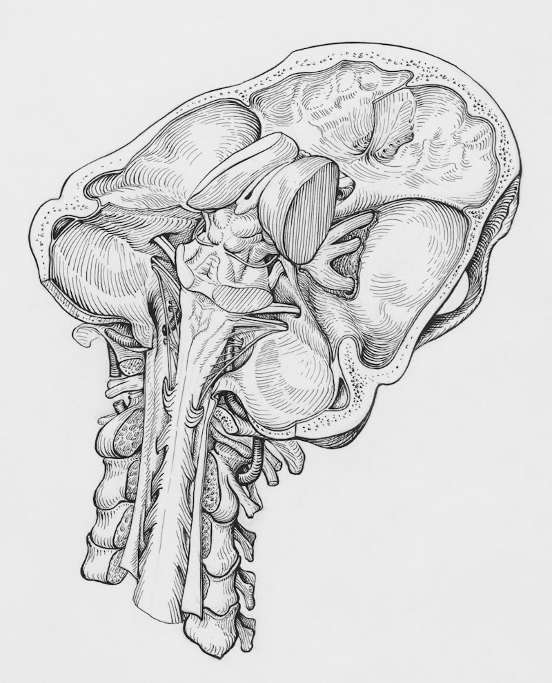 Fonética articulatoria: La anatomía del habla humana