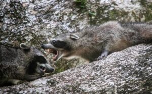 Inmovilidad Tónica: El secreto defensivo animal