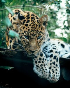 Inteligencia Animal: Descifrando la mente de otras especies