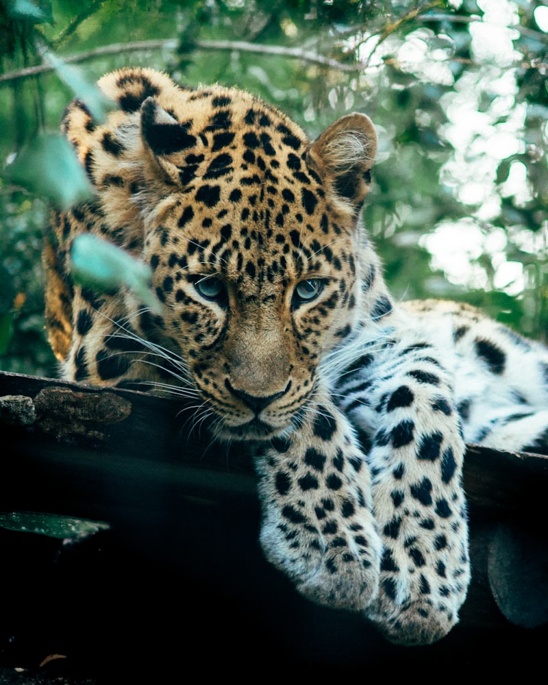 Inteligencia Animal: Descifrando la mente de otras especies