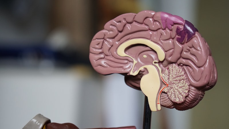 Intoxicación alcohólica: El cerebro bajo el efecto del etanol