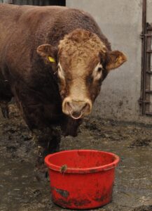 Jaula de Actividad: Midiendo el Comportamiento Animal