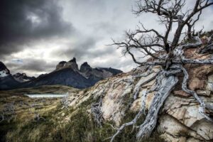 Mimetismo Agresivo: El arte del engaño en la naturaleza