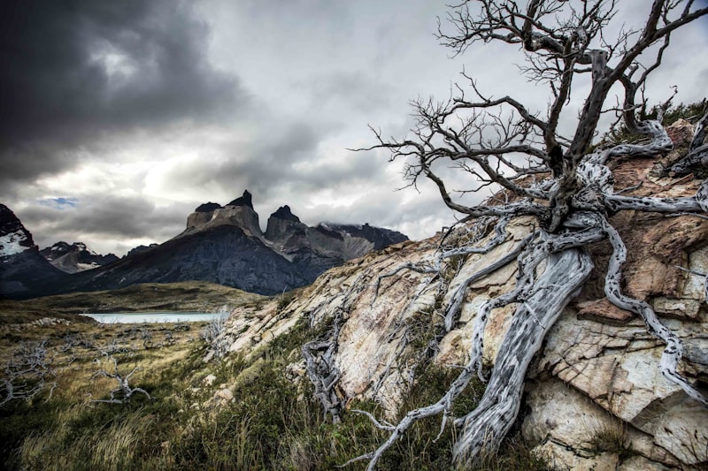 Mimetismo Agresivo: El arte del engaño en la naturaleza