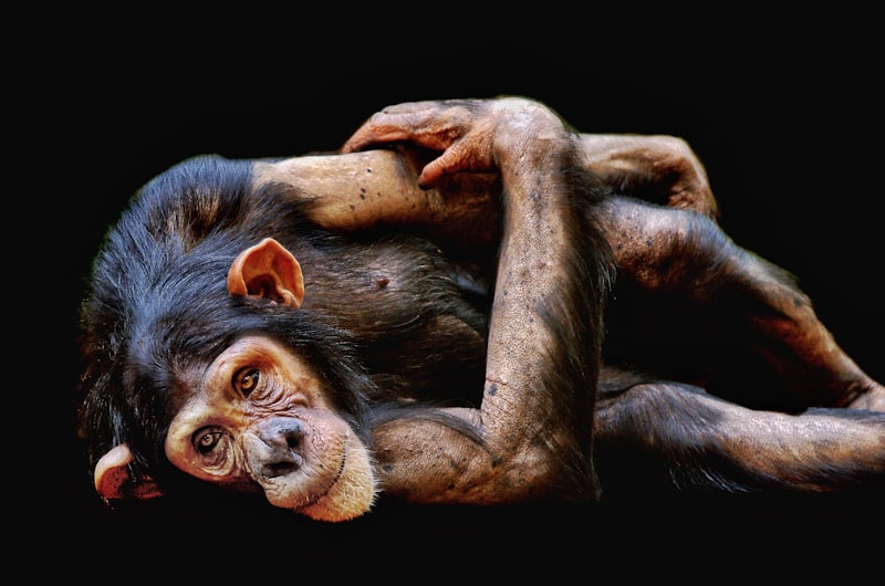 Modelos Animales: Claves de la conducta humana