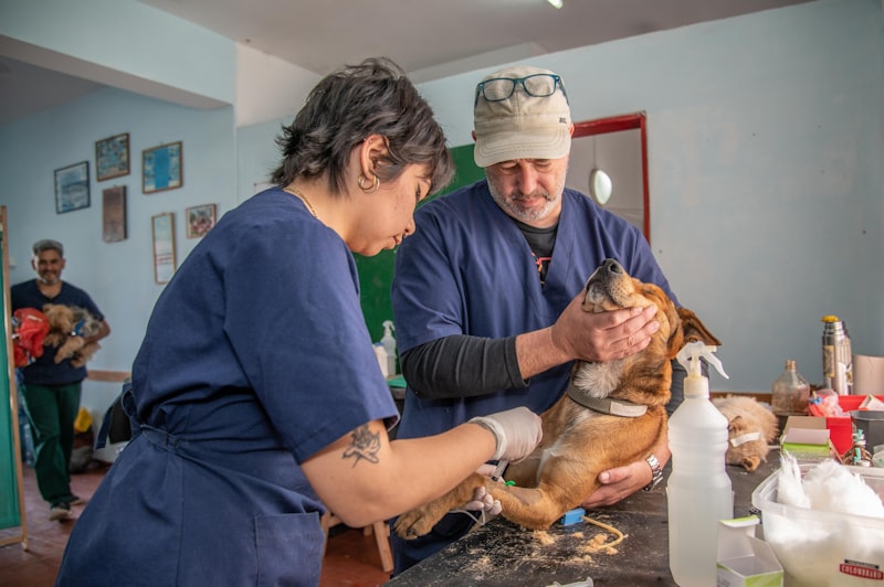 Terapia Asistida: El poder sanador del vínculo animal