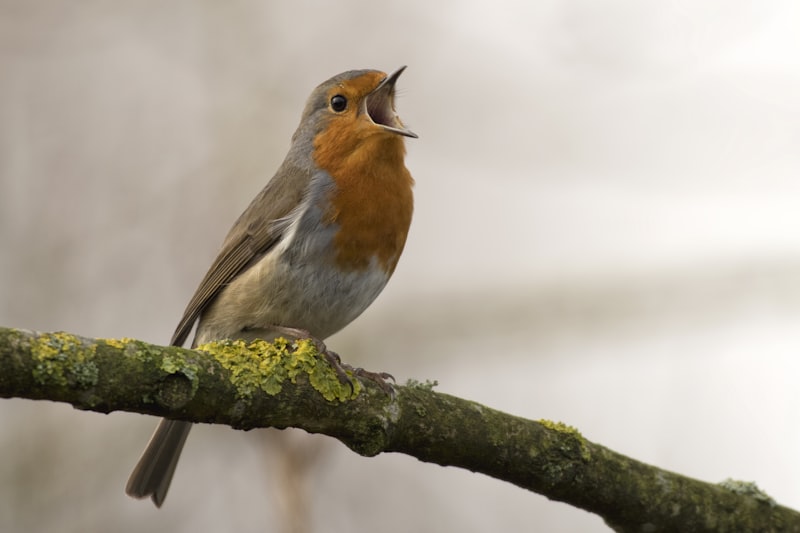 Vocalización Animal: El lenguaje secreto de la naturaleza