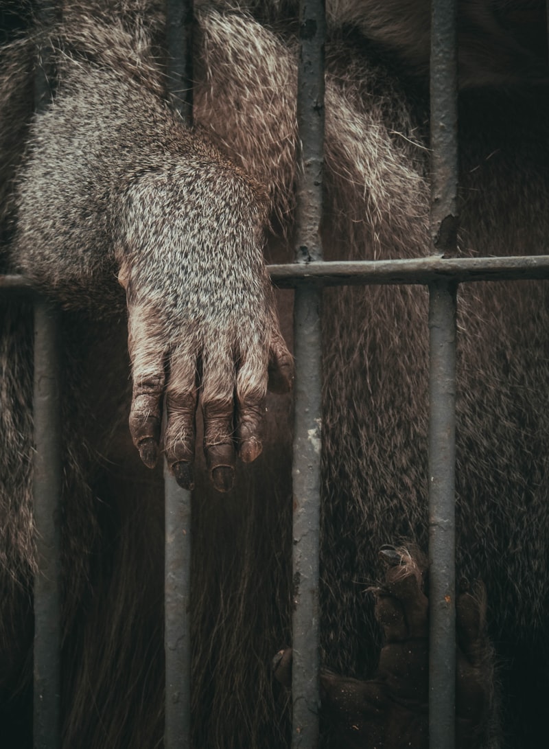 Zoofobia: Cuando el miedo animal paraliza tu vida