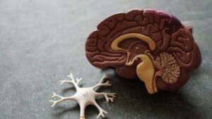 Nervio Vestibulococlear: La llave de tus sentidos